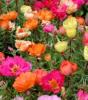 Flori de gradina anuale portulaca grandiflora - floare de