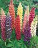 Flori de gradina perene Lupinus x 'Russell Hybrid Mix' (lupin)