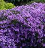 Flori de gradina perene phlox subulata purple beauty