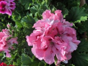 Plante de balcon muscate Pelargonium Grandiflorum Regalia Pink ghiv 12 cm