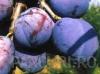 Pomi fructiferi pruni soiul silvia la ghiveci, an 3-4
