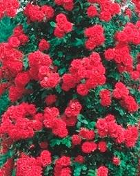 Trandafiri agatatori cataratori de gradina Paul's Scarlet, planta formata cu radacina in ghiveci de 3.5 l