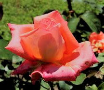 Trandafiri de gradina cu radacina  Dr Waldheim la ghiveci de 3 litri