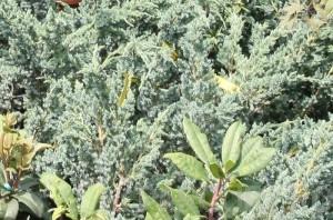 Arbusti rasinosi JUNIPERUS `SQUAMATA MEYERI` ghiveci  7 litri, 40-60 cm