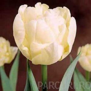 Bulbi de lalele Duble timpurii, Montreux , flori albe-crem, batute