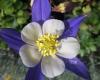 Flori de gradina perene CALDARUSA / AQUILEGIA HYBRIDA 'Blue Star'