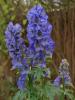 Flori perene aconitum carmichaelli arendsii, floare culoare albastra,