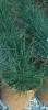 Ierburi graminee pennisetum alopecuroides hameln 3 l