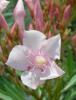 Plante de balcon nerium oleander (leandru roz) ghiveci 5 litri
