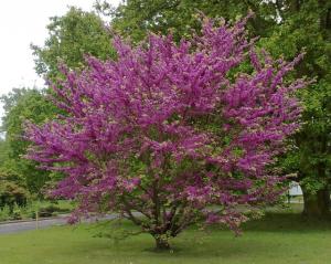 Arbori cu flori CERCIS SILIQUASTRUM (Arbore de Iudeea) h=150-200