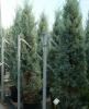 Arbori rasinosi CUPRESSUS ARIZONICA `FASTIGIATA`ghiveci 30-35 litri, h=200-250cm pt garduri vii