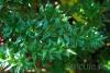 Arbusti pitici BERBERIS VERRUCULOSA la ghiveci de 3 litri, 20-30 cm