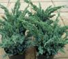 Arbusti rasinosi JUNIPERUS `SQUAMATA MEYERI` ghiveci 3 litri, 30-40 cm