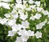 Flori de gradina perene campanula clips white