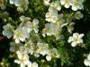Flori de gradina perene potentila/potentilla fruticosa `abbotswood`la