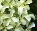 Flori perene Hortensia / HYDRANGEA  PANICULATA WHITE
