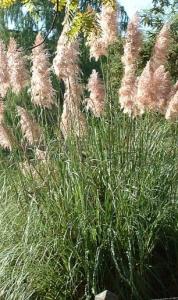 Ierburi graminee Cortaderia selloana  'Pink Feather' (iarba de pampas) h=1.2 m