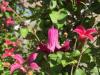 Plante agatatoare clematis queen mother  ghiveci 2