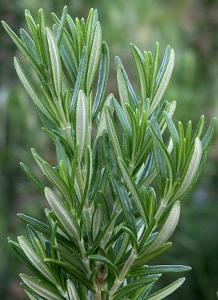 Plante aromatice de gradina Rosmarin in ghiveci de 3 litru