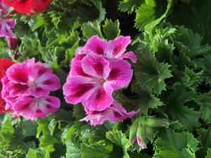 Plante de balcon muscate Pelargonium Grandiflorum Regalia  lavanda ghiv 12 cm