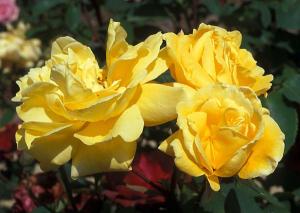 Trandafiri Golden Harvest (radacini nude)