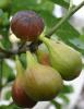 Arbusti fructiferi smochin, ficus carica soiul goutte