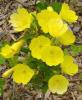 Flori de gradina perene oenothera spp. (luminita de