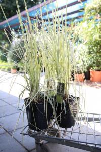 Ierburi graminee Cortaderia selloana  (iarba de pampas) h=50-60 cm