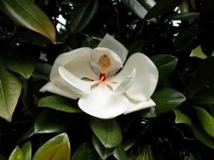 Magnolia parfumata de vara MAGNOLIA GRANDIFLORA `GALLISSONIENSIS`ghiveci 35-50 itri  h=200cm (ramificata)
