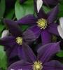 Plante agatatoare clematis romantika