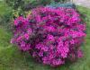 Arbusti cu flori azalea japonica amoena ghiv 10 diam de 020-030 cm