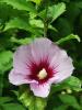 Arbusti de hibiscus syriacus cu flori simple,