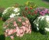 Flori de gradina perene crizantema la ghiveci mare/crizanteme culori