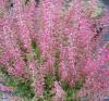 Flori perene calluna vulgaris 'angie ' (caluna)