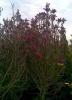 Magnolia liliflora` nigra` ghiveci 50-70 litri