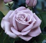 Trandafiri de gradina parfumati Sterling, planta formata cu radacina  in ghivece de 3.5 litri