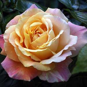 Trandafiri urcatori Mme A Meilland, trandafir urcator, roz cu galben, radacina ambalata
