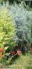 Arbori rasinosi CUPRESSUS ARIZONICA `FASTIGIATA`ghiveci 7 litri, h=100-125cm pt garduri vii