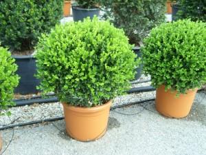 Arbusti evergreen  BUXUS MICROPHYLA` FAULKNER`(forma glob) ghiveci 18 litri, diam planta = 50cm