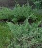 Arbusti rasinosi JUNIPERUSxMEDIA  'Pfitzeriana Glauca' ghiveci 7 litri, 40-60 cm