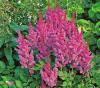 Flori de gradina perene astilbe x chinensis pumilla, culoare roz