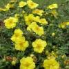 Flori de gradina perene potentila/potentilla fruticosa `goldfinger`