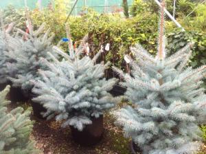 PICEA PUNGENS EDITH  MOLID ARGINTIU, h-60-80 cm