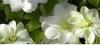 Plante agatatoare clematis guernsey crem   ghiveci 2