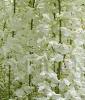 Plante urcatoare wisteria floribunda `alba `(glicina)