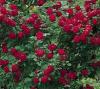Trandafiri agatatori urcatori de gradina Sympathie, planta formata cu radacina in ghiveci de 3.5 l