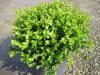 Arbusti evergreen buxus microphyla` faulkner`ghiveci