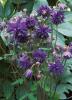 Flori de gradina perene aquilegia barlow blue ghiveci