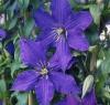 Plante agatatoare clematis rhapsody