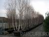 Arbori foiosi BETULA PENDULA / Mesteacan multitrunchi 350/400(90 litri)